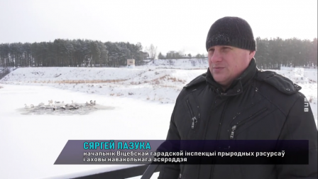 
 Жители Витебска беспокоятся о зимующих в городе лебедях
 