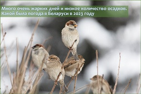 Много очень жарких дней и низкое количество осадков. Какой была погода в Беларуси в 2023 году