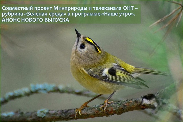 На фото: желтоголовый королек – самая маленькая птица Беларуси