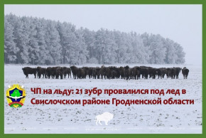 ЧП на льду: 21 зубр провалился под лед в Свислочском районе Гродненской области