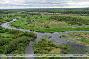 Контроль численности редких видов и мониторинг. Как в Беларуси сохраняют биоразнообразие