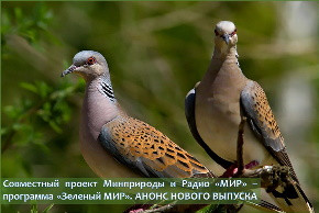 На фото: обыкновенная горлица (бел. – звычайная туркаўка) – птица 2023 года в Беларуси