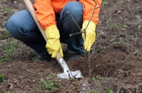 В Беларуси проходит месячник по осенней посадке деревьев и кустарников