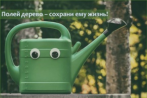 Полей дерево – сохрани ему жизнь!