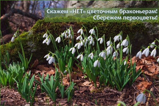 На фото: Подснежник белоснежный - Galanthus nivalis L.