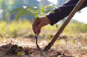 Более 2,5 тыс. деревьев и кустарников высадят в Витебской области в день озеленения
