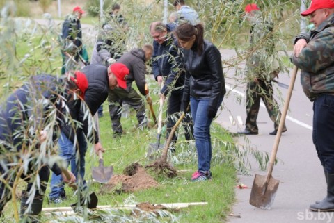 Более тысячи деревьев посадили в День народного единства в Витебской области