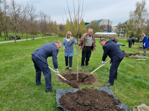 Посадка деревьев в парке Победы в рамках акции «Дерево героя»