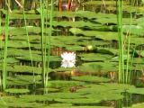 Water lily