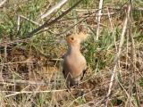 Hoopoe