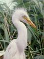 Большая белая цапля Egretta alba птенец