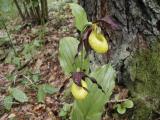 Венерин башмачок Cypripedium calceolus