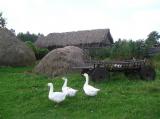 A homestead  in the village of Ploshchevo