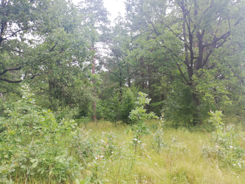 Участок уникальной дубравы «Речицкий»