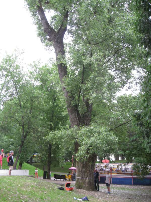 Тополь-великан