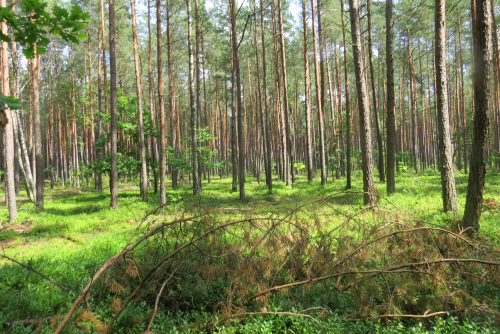 Заказник "Зельвянка"