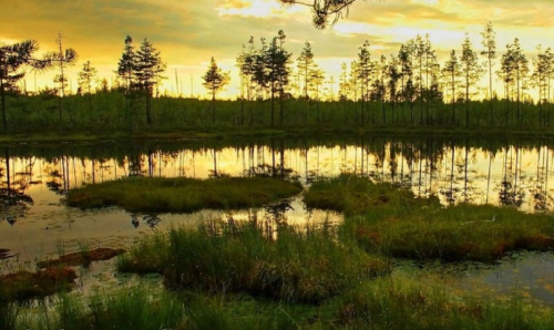 Заказник «Ветеревичский»