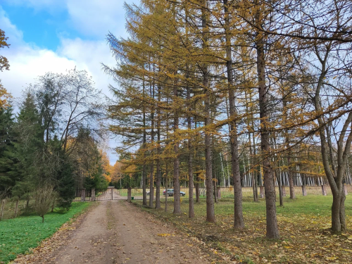 Дендропарк Верхнедвинского лесхоза
