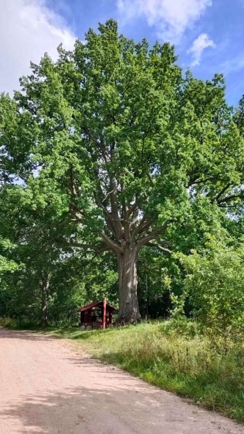 Царь-дуб «Тадулинский»