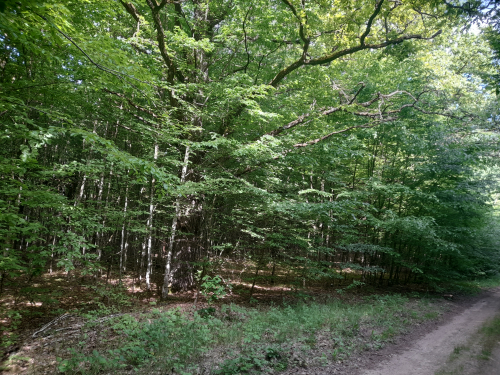 Дубовая роща