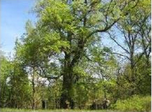 Липа мелколистная