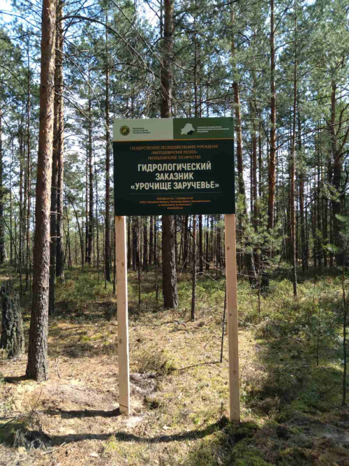 Заказник «Урочище Заручевье»