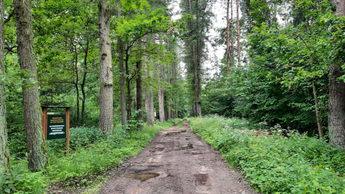 Высоковозрастные искусственные насаждения «Индурские»