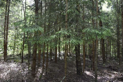 Заказник «Наивысшее место Полотчины «Рябченки»