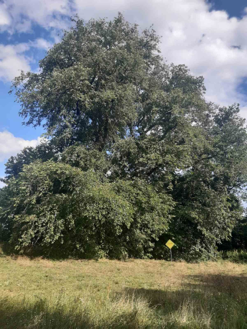 Невельские вязы