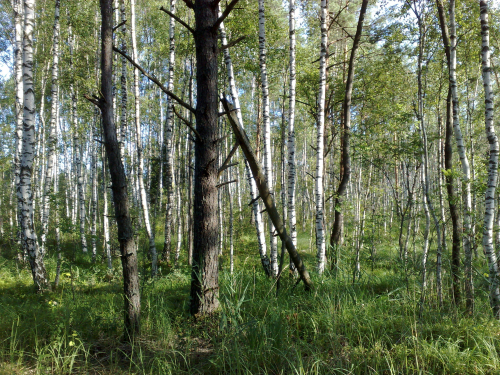 Заказник «Воронуха»