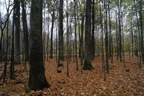 Насаждения дуба и березы