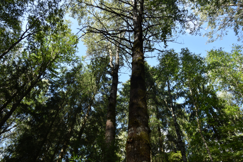 Заказник «Пунище»