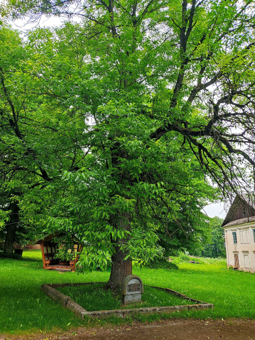 Ясень пенсильванский аукуболистный «Жемыславский»