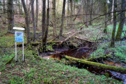 Родник «Стреж»