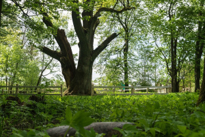 Дуб-великан “Ситцевский”