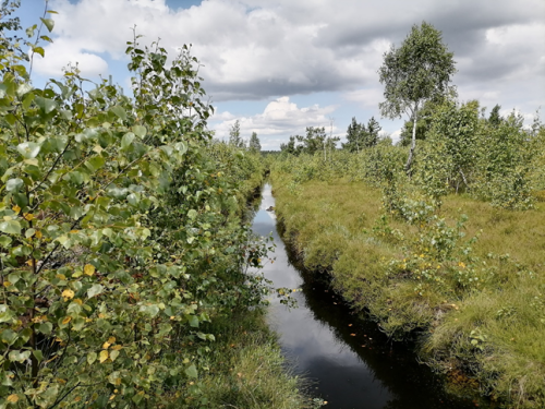 Заказник «Гомшар»