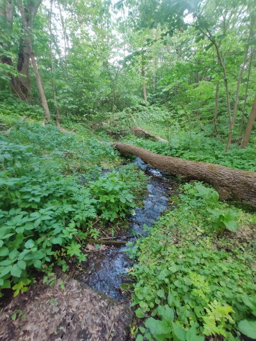 Памятник природы «Сарья»