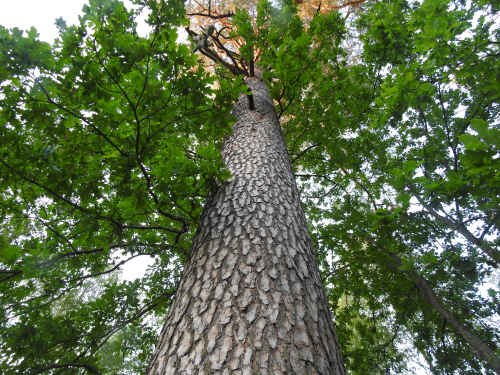 Новинская хвоя