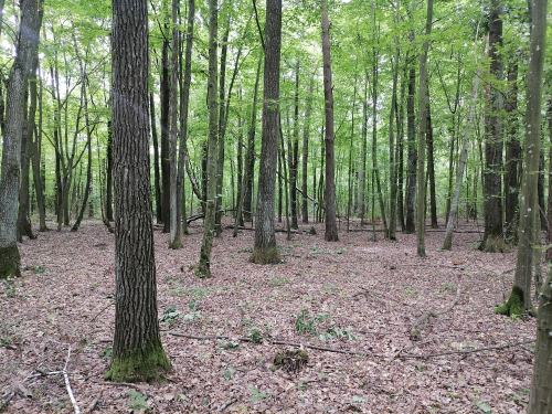 Заказник "Долбнево"