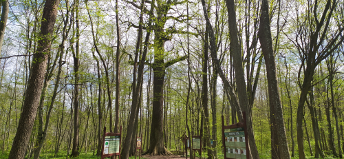 Царь-дуб «Пожежинский»