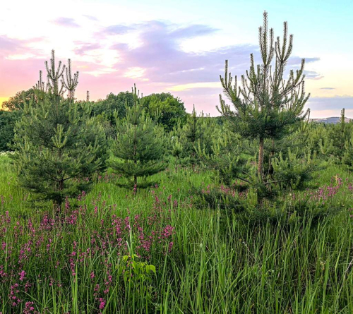 Заказник «Тростянка – Моргаль»