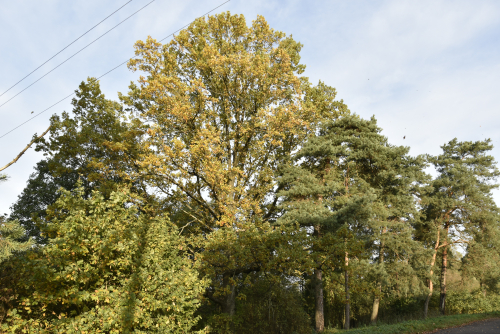 Пригривденские дубы