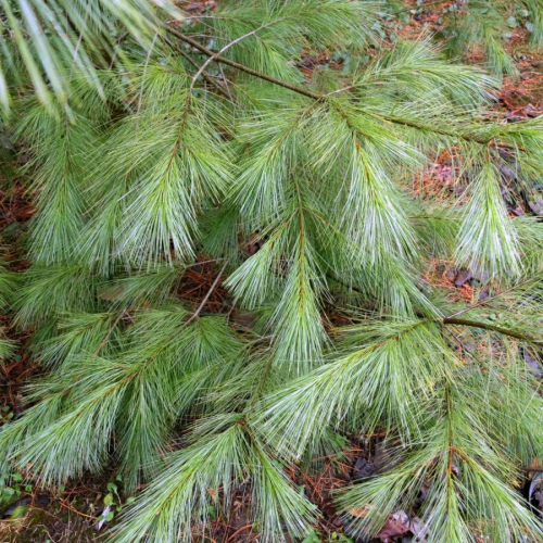 Заказник «Сосна веймутова»