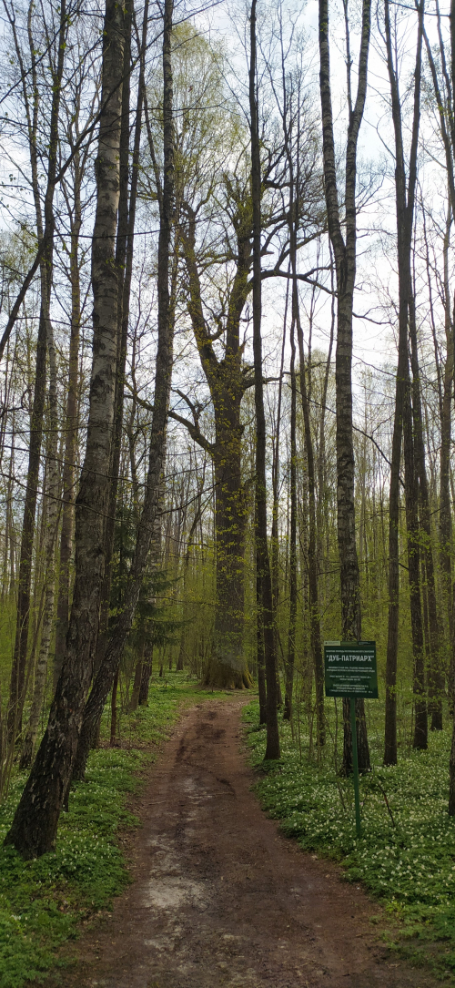 Дуб-патриарх «Пожежинский»