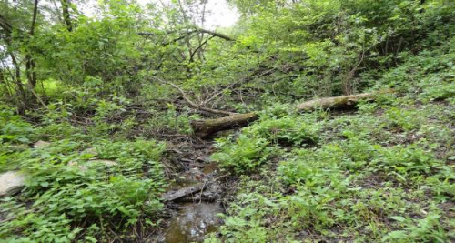 Памятник природы «Друйский»