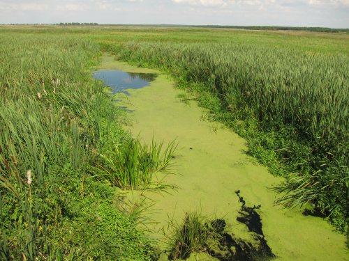 Заказник "Гривда"