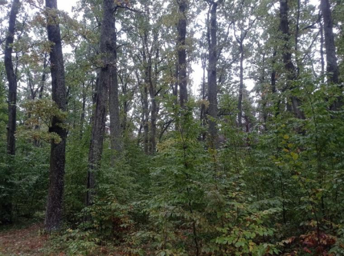 Заказник "Борецкий"