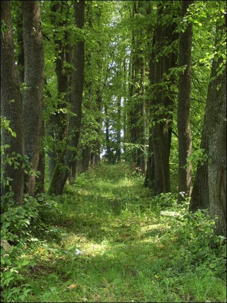 Старинная парковая усадьба «Старый Дворец»