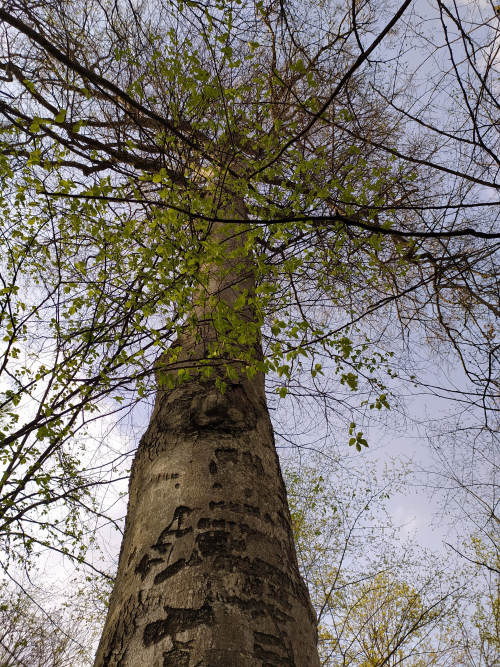 Буки лесные «Великоритские»