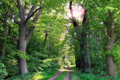 Заказник «Зеленое Лядо»